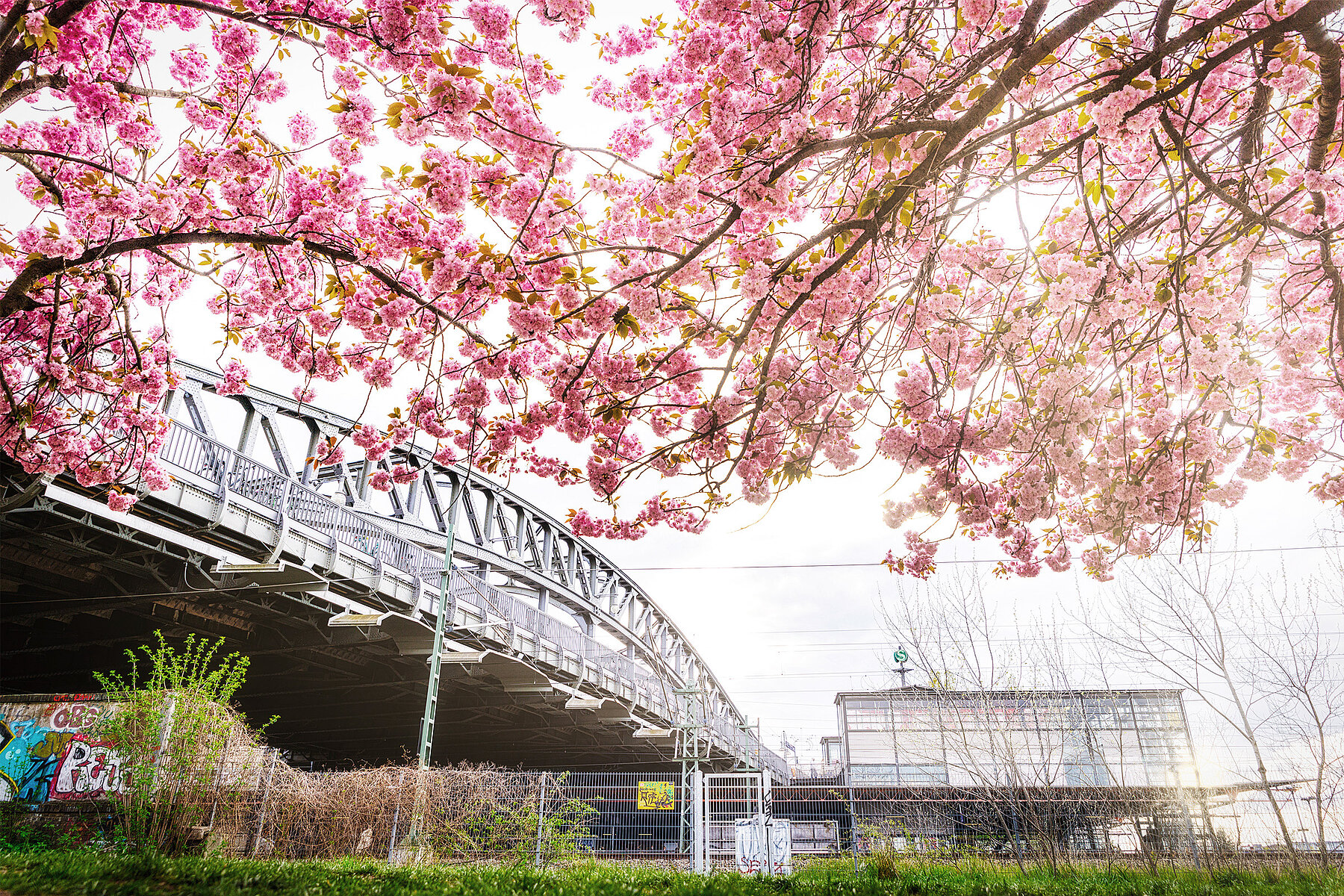 Rosa blühende Kirschbäume mit Blick auf die Bösebrücke und den S-Bahnhof Bornholmer Straße.