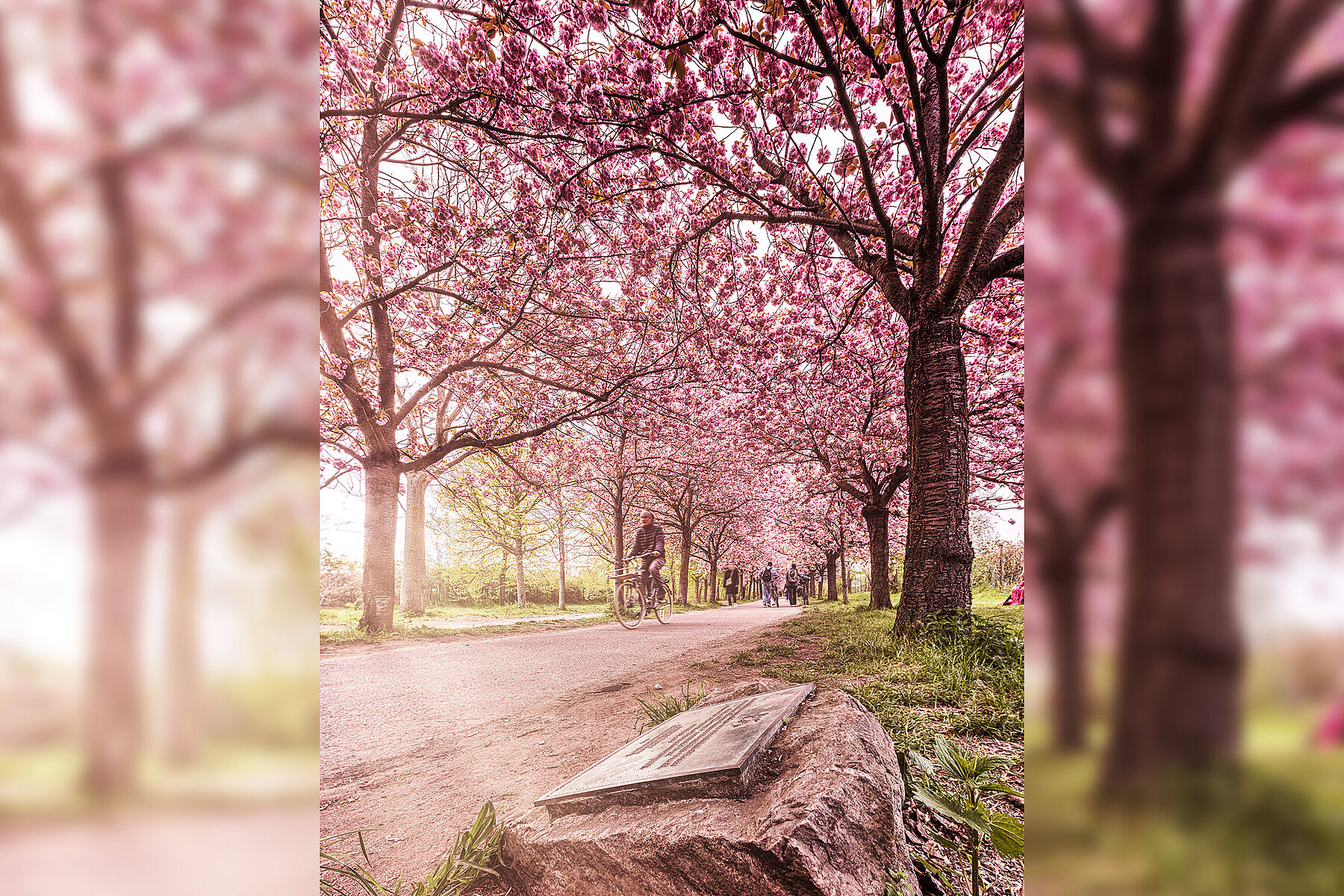 An der rosa blühenden Kirschbaumallee ist eine Plakette auf einem Stein angebracht. Im Hintergrund fährt ein Radfahrer.