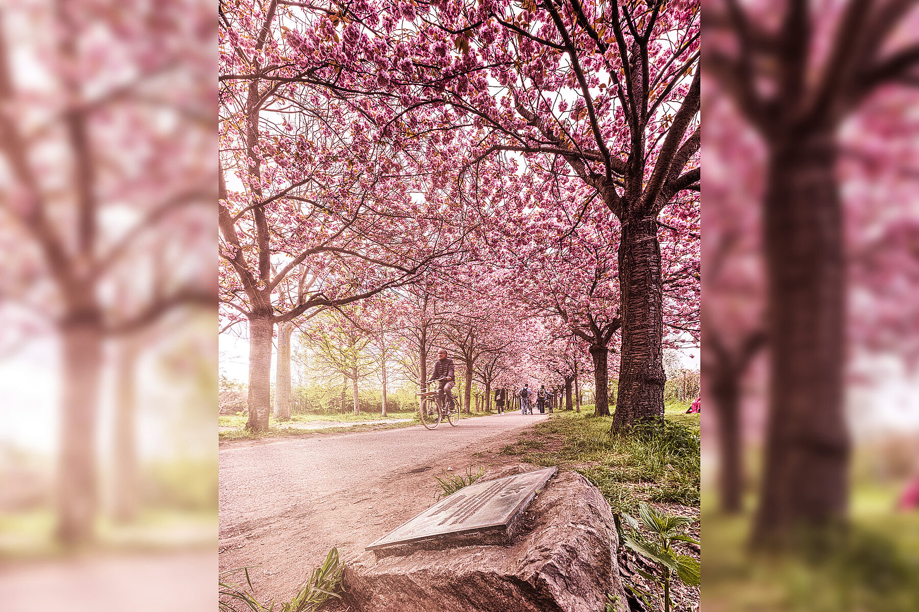 A plaque on a rock along the pink flowering cherry tree avenue. In the background a person rides by on a bike. 