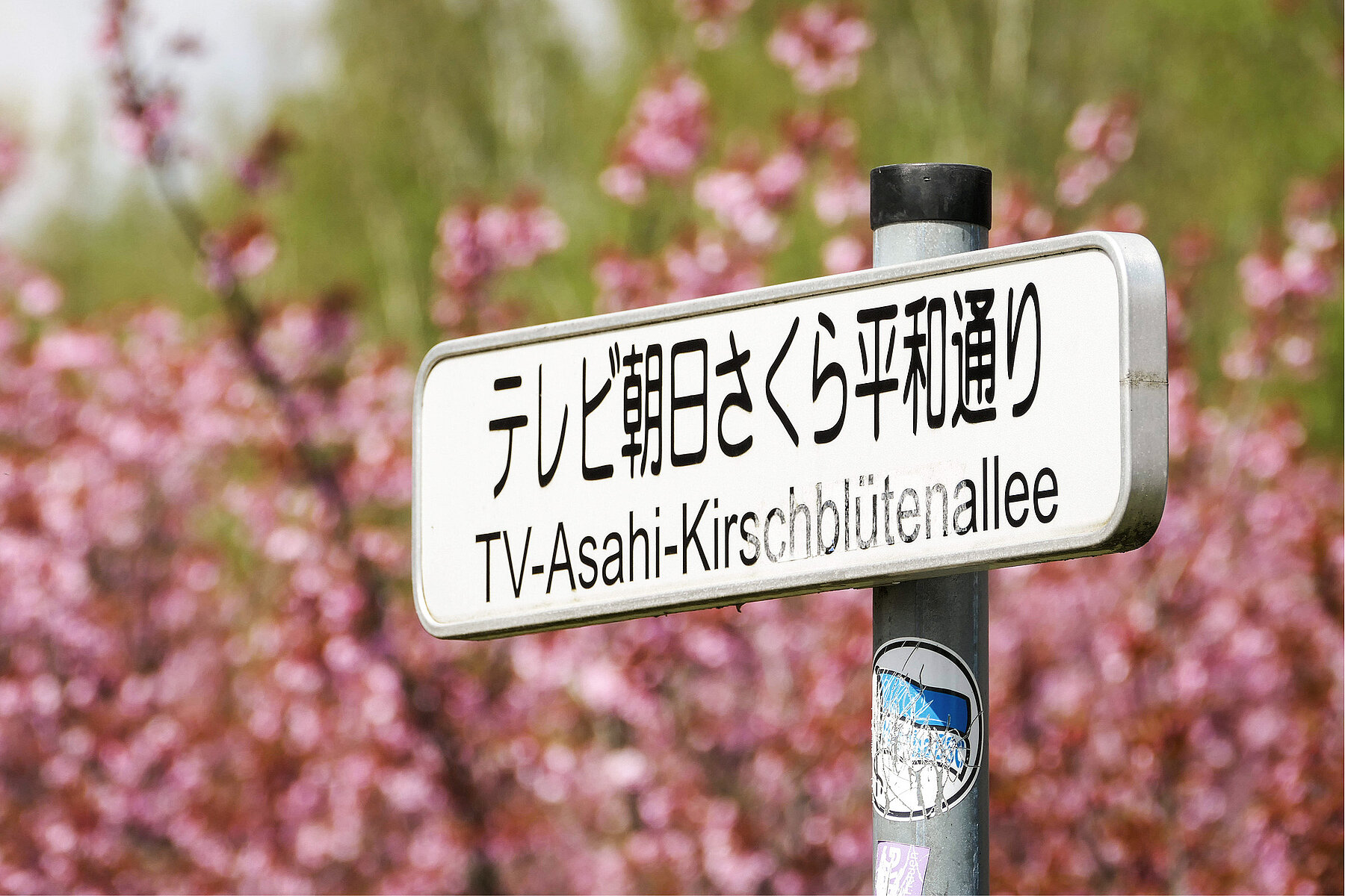 Vor rosa blühenden Kirschbaumzweigen steht ein Schild, auf dem auf Deutsch und Japanisch TV-Akashi-Kirschblütenallee zu lesen ist. 