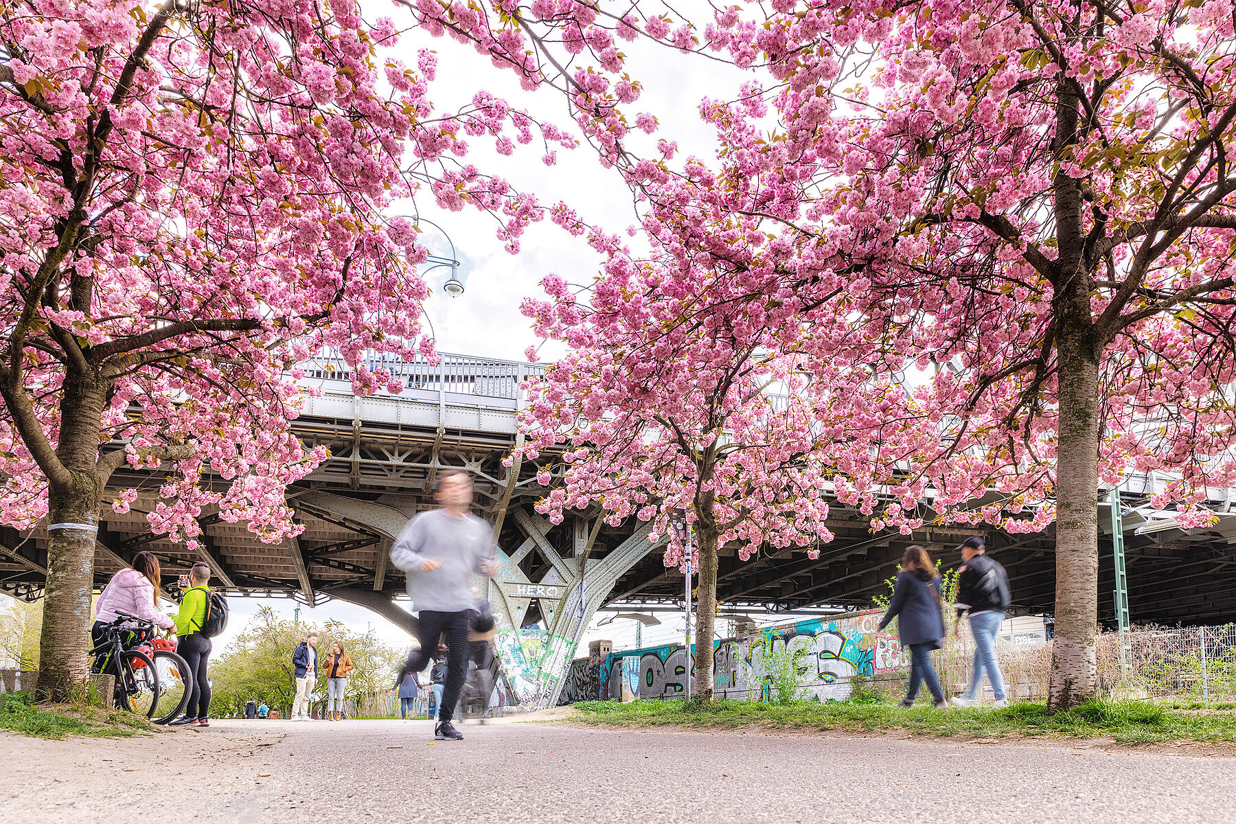 Ein Jogger läuft durch eine Allee von rosa blühenden Kirschbäumen, im Hintergrund steht die Bösebrücke. 